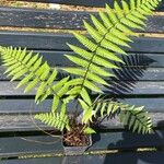 Dryopteris wallichiana ഇല