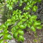 Nothofagus antarcticaLeaf