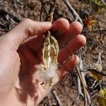 Cochlospermum regium Fruit