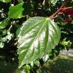 Hibiscus rosa-sinensis Deilen