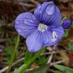 Veronica fruticans Blomma