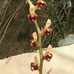 Bulbophyllum falcatum Flower