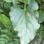 Chenopodium bonus-henricus Hoja