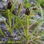 Carex foetida Anders