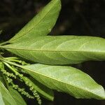 Tetrorchidium rotundatum Leaf