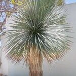 Yucca thompsoniana 樹皮