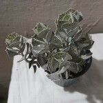 Kalanchoe rhombopilosa Blatt