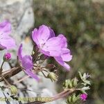 Erodium rodiei Прочее