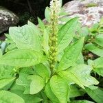 Phytolacca octandra Hoja