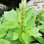 Phytolacca octandra Leaf