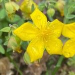 Hypericum cerastoides Blodyn