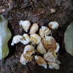 Bobgunnia fistuloides Flor
