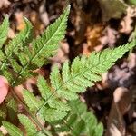 Dryopteris intermedia Owoc