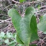 Smilax aspera Φύλλο