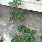 Parthenocissus henryana List