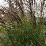 Miscanthus sinensisLeaf