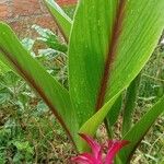 Curcuma zedoaria Folha