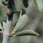 Ceanothus cuneatus Coajă