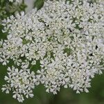 Conium maculatum Flower