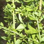Scoparia dulcis List