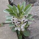 Vicia faba عادت