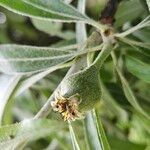 Pyrus salicifolia Fruit