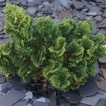 Chamaecyparis obtusa Hoja