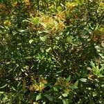 Strophanthus speciosus Alkat (teljes növény)