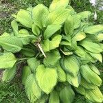 Hosta plantagineaFolha