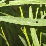 Sida linifolia Blatt