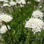 Valeriana californica ᱵᱟᱦᱟ