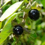 Atropa bella-donna Fruit