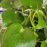 Peperomia polybotrya葉