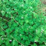 Geranium molle 整株植物