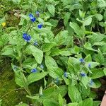 Pentaglottis sempervirens Hábito