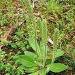 Plantago virginica Blatt