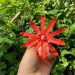 Passiflora tholozanii Flor