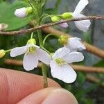 Cardamine pratensis Blomma