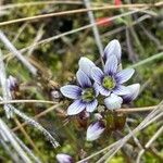 Gentianella corymbosa Flower