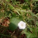 Convolvulus farinosus 花