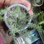 Euphorbia flanaganii خشب