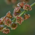 Ribes petraeum Fleur