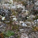 Draba fladnizensis Habitus