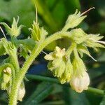 Symphytum tuberosum Flor