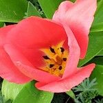 Tulipa agenensis Blüte