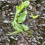 Potamogeton gramineus Hoja