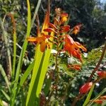 Crocosmia × crocosmiifloraFlor