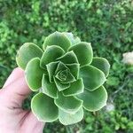 Aeonium balsamiferum 叶