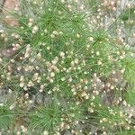 Isolepis cernua 花