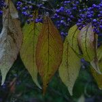 Callicarpa dichotoma Yaprak